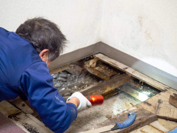 Best Commercial Mold Remediation in Shingle Springs, CA