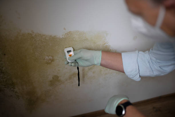 Best Kitchen Mold Remediation in Shingle Springs, CA