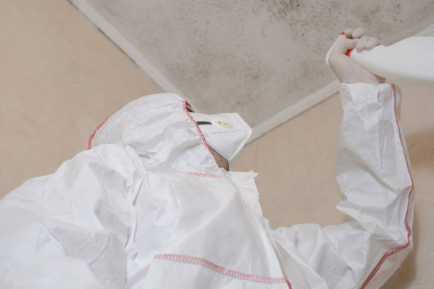 Trusted Shingle Springs, CA Mold Remediation Experts