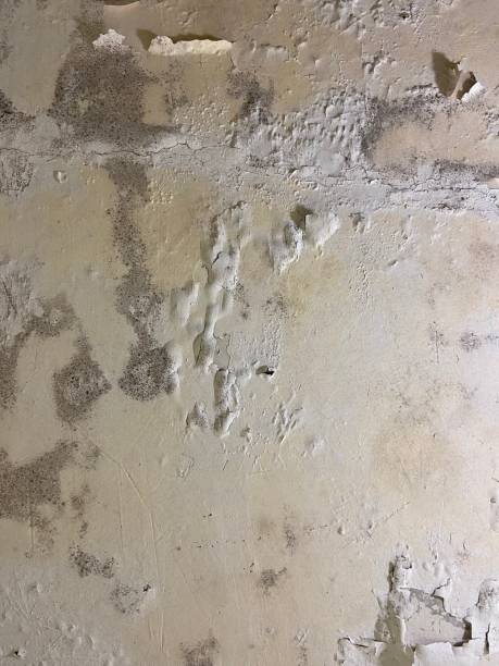 Best Localized Mold Remediation (e.g., coastal areas, humid climates) in Shingle Springs, CA