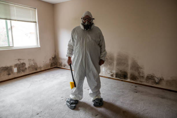 Best Residential Mold Remediation in Shingle Springs, CA