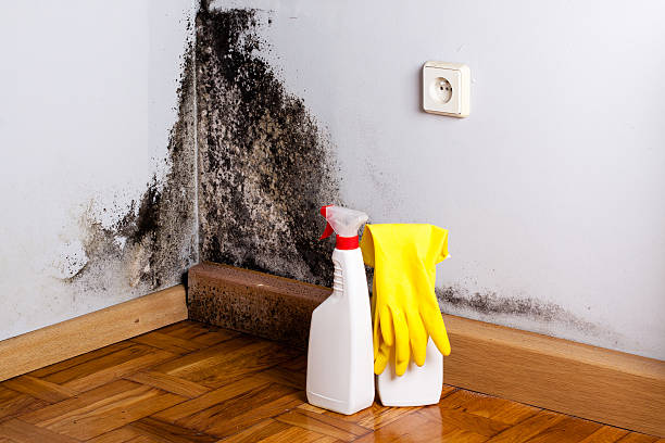 Best Insurance-Related Mold Remediation in Shingle Springs, CA
