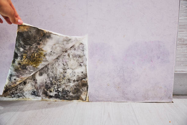 Best Bathroom Mold Remediation in Shingle Springs, CA